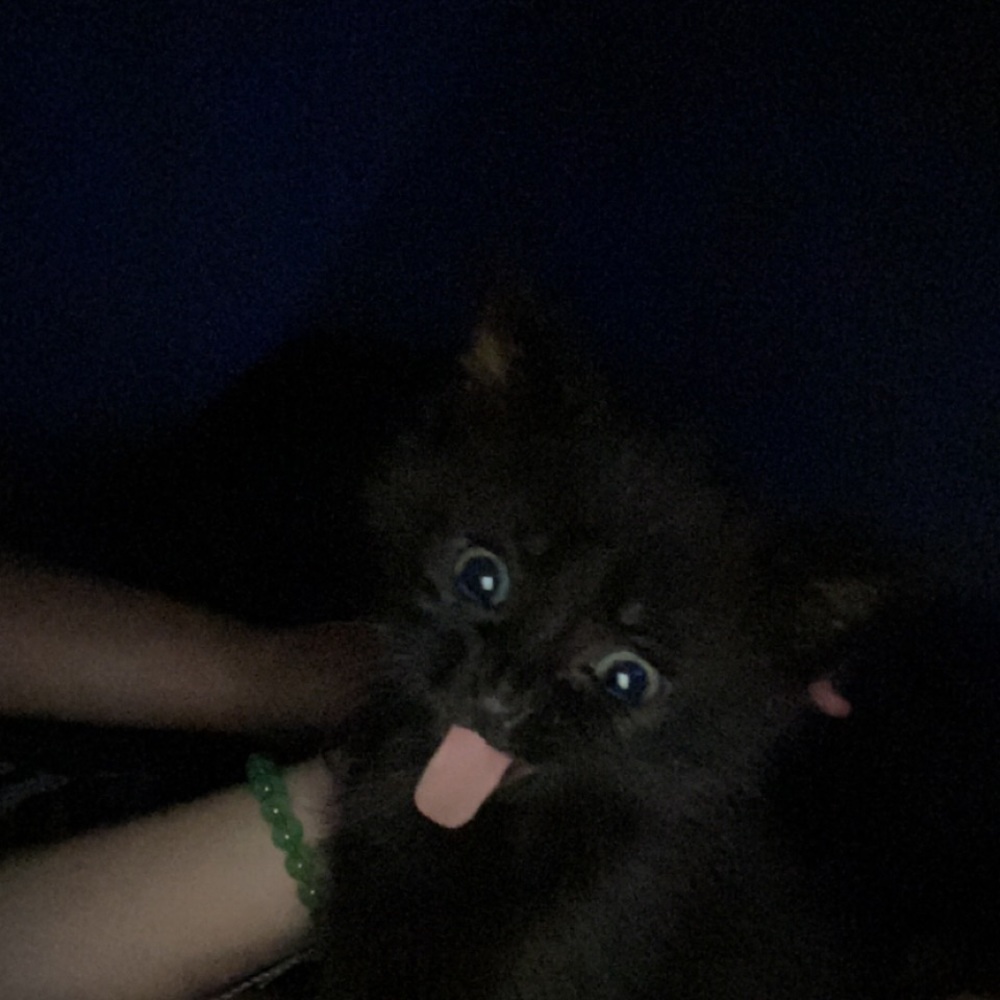 Meet your Posher, Karlie